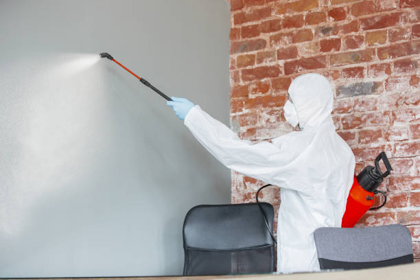 Best Water Damage & Mold Remediation  in Kearny, AZ