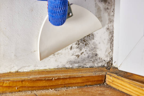 Best Mold Odor Removal Services  in Kearny, AZ